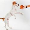 Dingdongpet Pet Latex Scaling Ball Random Delivery, Random Delivery, 1 Set