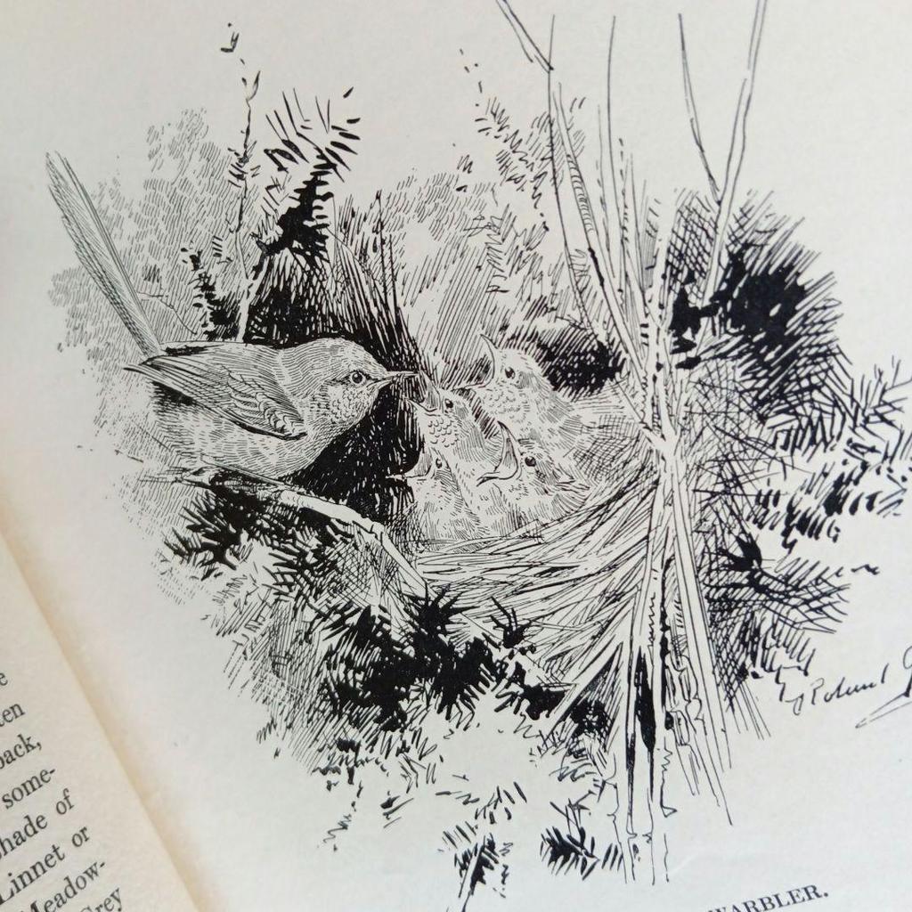 [USED] Western book, old book, first edition 1923, rare, beautiful bird encyclopedia, antique, historic encyclopedia, art book