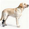 Fashion Dog Shoe Recovery Boot Waterproof Pet Shoe Snow Rain Dog Recovery Boot For Daily Walks