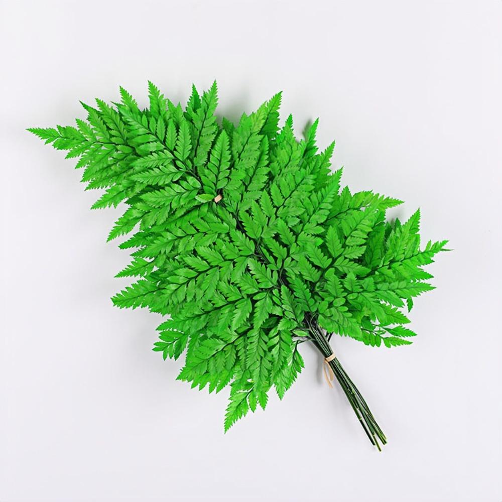 Preserved Fern Leaf for Home Decoration,Eternal Life,Natural Real Fern Plant,Handmade Flowers Material,Wedding,Home, 5Pcs,10Pcs