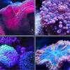 Aquarium Light Lamps 12W with Adjustable Hose- Aquarium Lighting Marine Fish