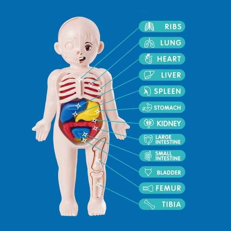 Montessori Modell des menschlichen Körpers Organe Anatomie DIY Bauspielzeug Kinder Wissenschaftliche Bildung Medizinisches Lehrmittel Frühes Lernen Educ