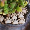 Jardinagem e paisagismo – Decoração de jardim