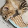 Cat Catnip Pillow 2 Pieces Calming Companion Cat Pillow Toys With Catnip For Small Medium Large Breeds Living Room Study Room