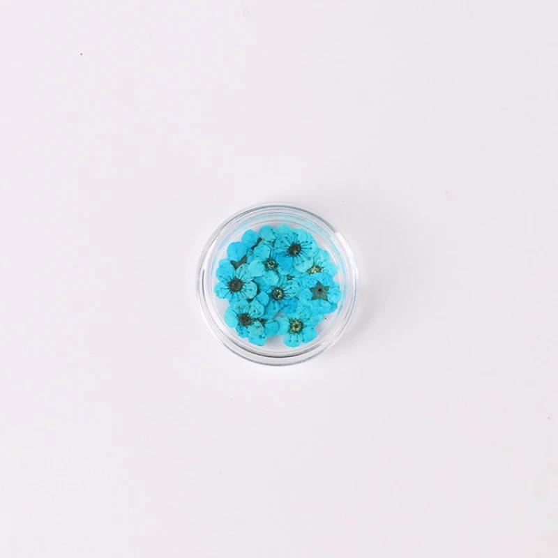 20pcs/Box Nail Art Dried Flowers Spirea Small Plum Narcissus Nail Art Color Mixed Flower Dried Flower Patch DIY Nail Decoration
