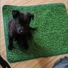 Kunstrasen Hunde-Pipi-Matte für Zuhause und Balkon
