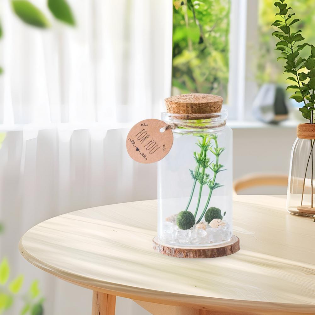 Micro Landscape Ecological Glass Bottle Terrarium Cylindrical Glass Terrarium Kit with Moss Balls Artificial Plant for Home