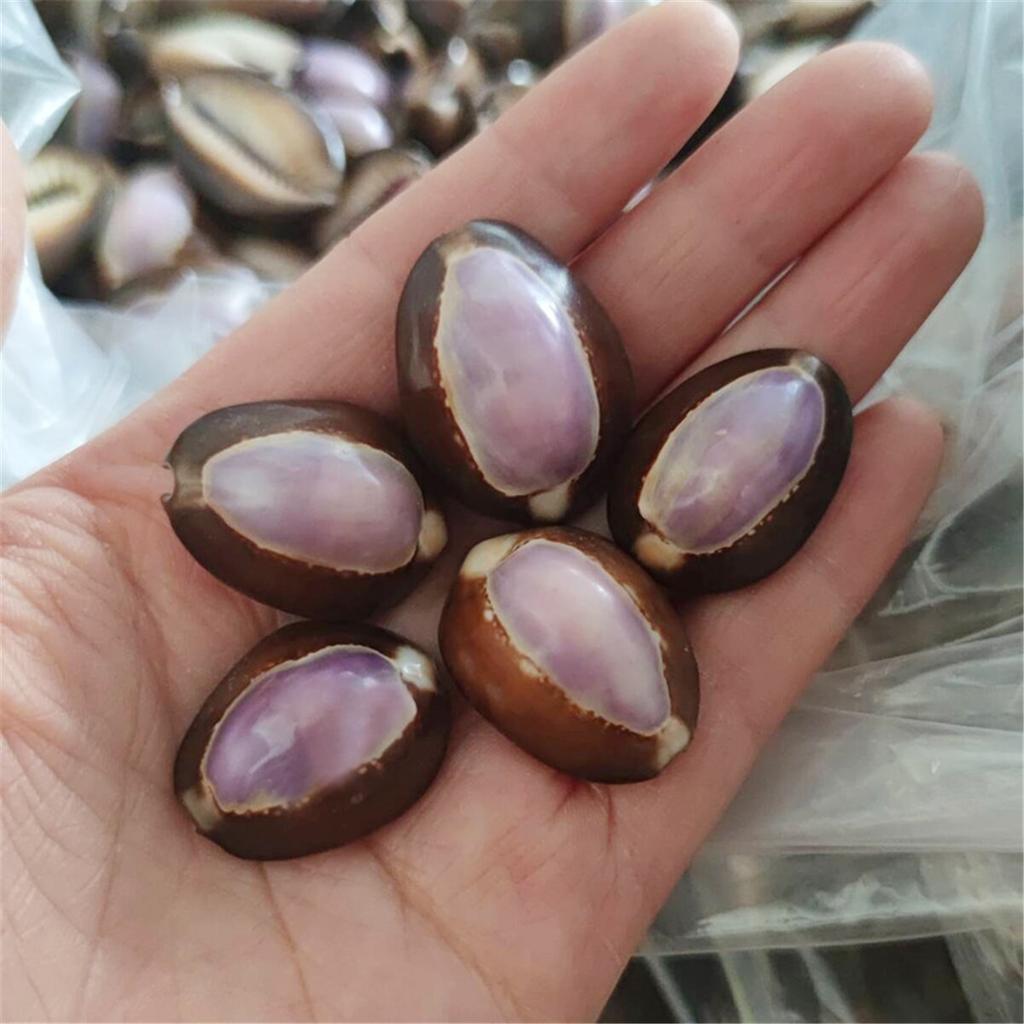 Energy Shell Meditation Shell Good Luck Shell Purple Mussel Shell, Can Be Stuck On The Fridge Or Put In The Bag.