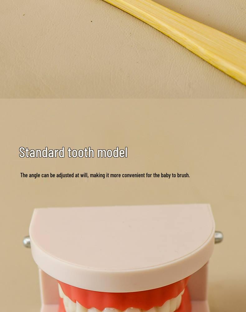 Montessori Toddler Tooth Brushing Practice Aid - Educational Model for Kindergarten