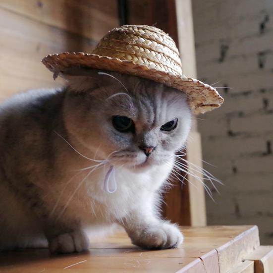 Cappello per Animali Traspirante di Paglia Estivo Animale Domestico Creativo Fatto a Mano Cappellino da Sole per Esterno