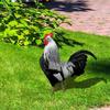 Garden Statues Ornaments For Hahn Chicken Decorations Sculptures Yard Art Outdoor Decorations Rooster Statue Art Deco