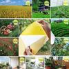 20Pcs Strong Fly Traps Bugs Sticky Board Dual-Sided Catching Aphid Insect Pest Control Whitefly Thrip Leafminer Glue Sticker