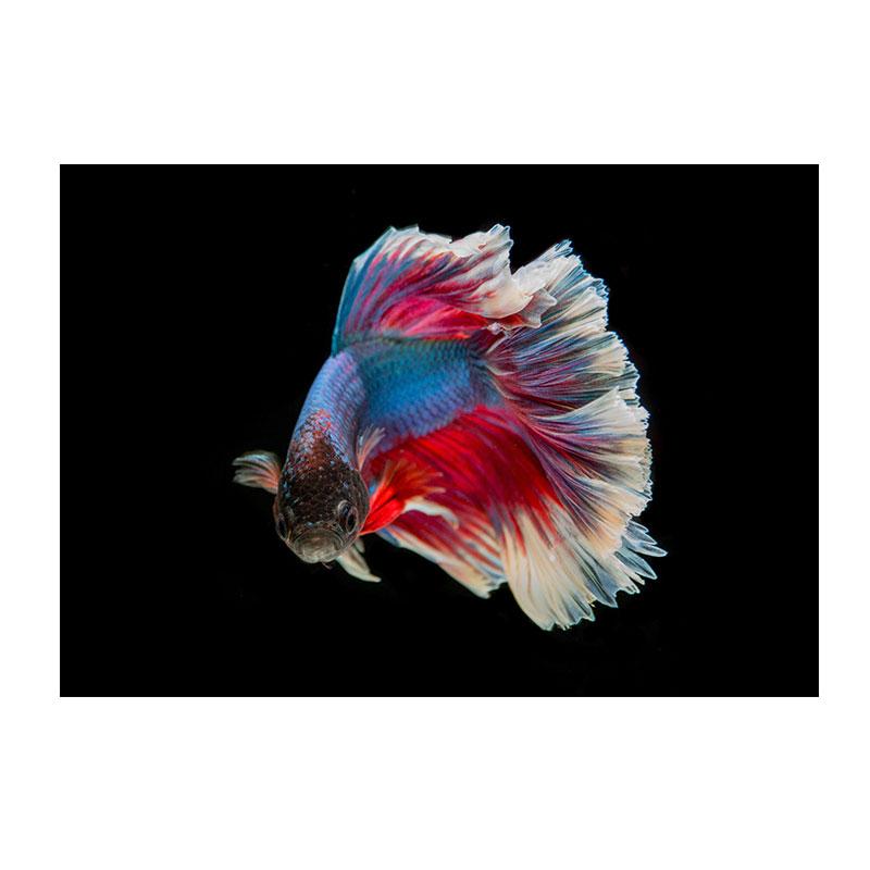 

Картина на холсте Betta, настенное искусство, картины с красными рыбками, подводные постеры и принты с изображением животных, декор гостиной, Quadro 21x30cm No Framed