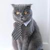 Adjustable Pet Bow Tie Necktie Formal Dog Collar for Small Dogs and Cats Puppy Grooming Ties