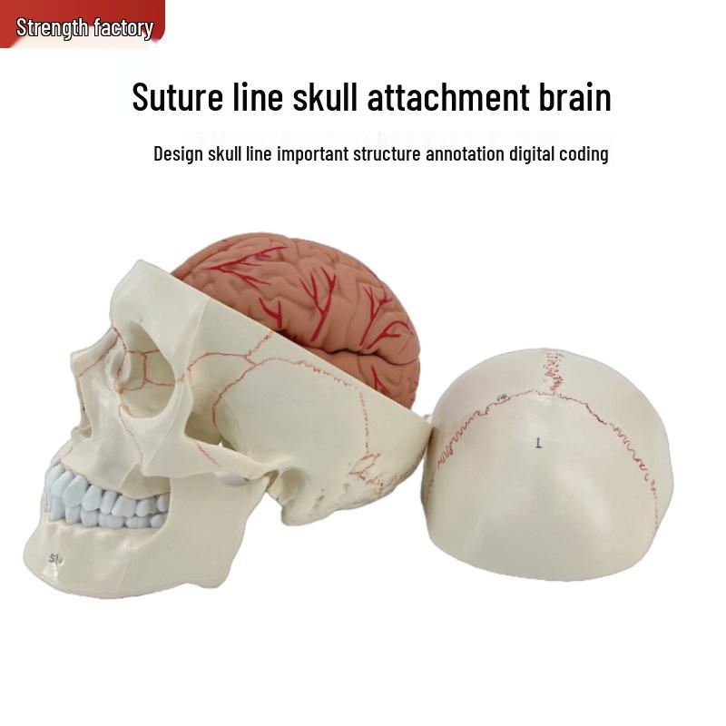 Suture Lines Brain Model: Human Skull Cranial Anatomy
