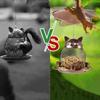 Squirrel-proof Bird Feeder Cute Bird Water Bowl Pet Supplies Parrot Feeding Station  Garden