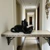 Glasses Kitten Reading Ornament, Nordic Style Study Ornament, Suitable for Bookshelves, Living Rooms, Desktop Ornaments