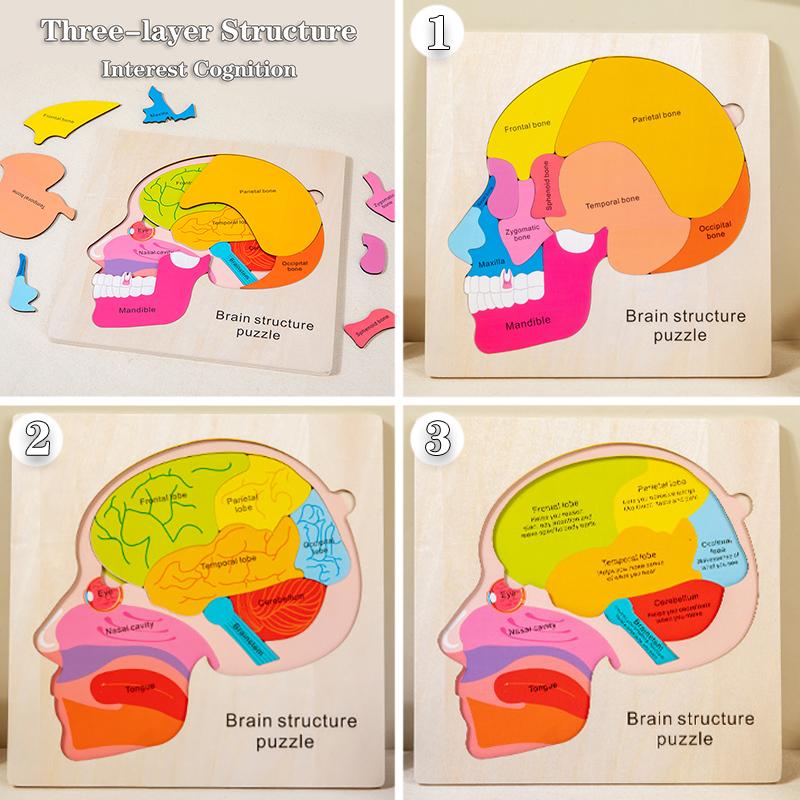 Struttura del cervello del corpo umano Giocattoli Montessori Studio degli organi del busto Puzzle multistrato Giochi STEM Giocattoli educativi di apprendimento per bambini