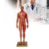 30cm Resina Masculino Estrutura Musculoesquelética Escultura Corpo Modelo Anatômico Modelo