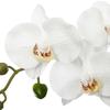 Real Touch Artificial Orchid With Concrete Pot