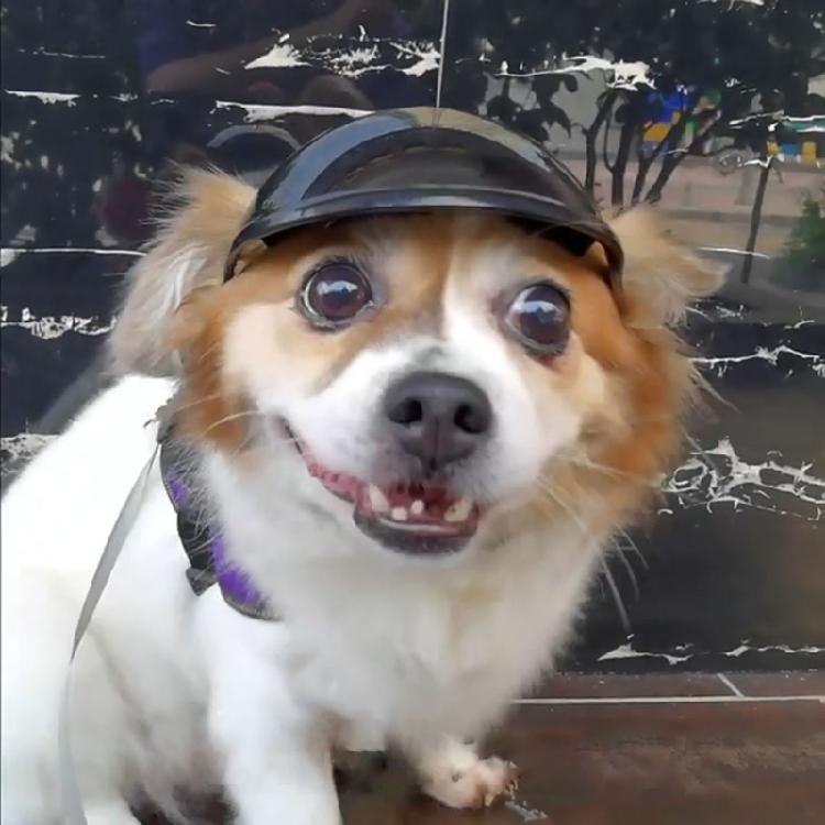 Motorcycle Dog Helmet Cover Pet helmet Dog Helmet with Ear Hole Puppy Helmet