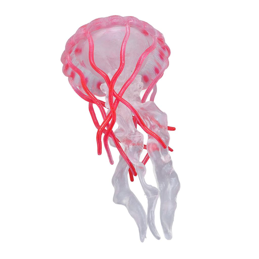 4 Stück Quallen Wachstumszyklus Figur Pädagogisches Spiel Simuliertes Quallenmodell Spielzeug Realistisch
