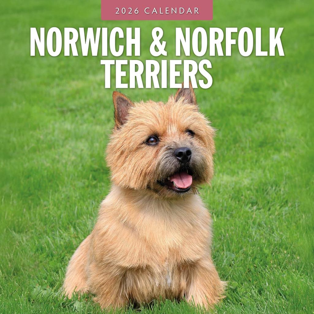 Red Robin 2026 Norwich & Norfolk Terriers Monthly Wall Calendar | 12" x 24" Open | Premium Thick & Sturdy Paper | Hangable 12 Month Calendar | Lined
