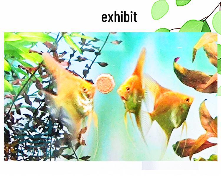 Vločkové krmivo Dolphin Brand pro malé okrasné a tropické ryby