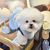 Pet Clothes Teddy Small Dog Cat Yorkshire Poodle Bichon Maltese Schnauzer Dog Autumn and Winter Clothing