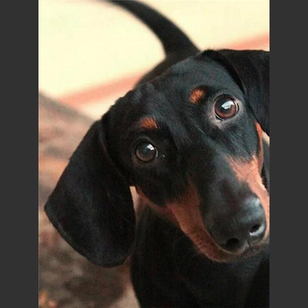 

5D DIY Алмазная картина Милая маленькая черная собака Алмазная вышивка Набор для вышивки крестом Полный горный хрусталь Мозаика Домашний декор Round 20x30cm