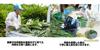 Alpinia pellets ginger (Japanese lily) - 5-pack