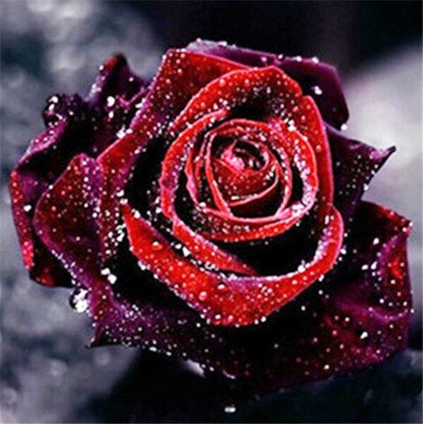 50X50CM 5D DIY Diamond Painting Flower Rose Mosaic Diamond Full Square Round Rhinestone Picture Home Decoration