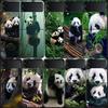Panda Baby, Giant Panda Family Phone Case For Samsung Z Flip 7 6 5G Galaxy Z Flip 5 4 3 Black Hard Cell Cover Luxury PC Shell C