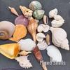 Children's Treasure Hunt: Mixed Crystal, Agate, and Gold Ore