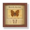 Real butterfly specimen photo frame, decorative painting, 3D ornament, handmade DIY, birthday gift, insect specimen