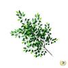 Mossy Fig Tree Leaves - Laminated Plastic Decoration Branches