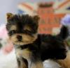 Brinquedo de Pelúcia Realista de Yorkshire Terrier Cachorrinho Feito à Mão Companheiro para Animais de Estimação menos