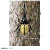 TAKARA TOMY Ania AS-38 Hercules Beetle Insect Toy (Ages 3+)
