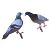 Garden Pigeon Outdoor Space Package Content Statue