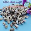 Conch Shells & Starfish for Hermit Crabs: Aquarium Decor & Drift Bottle Accessories