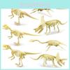 Dinosaur Skeleton Replica With Plastic Material For Childrens Dinosaur Collectible Exhibit