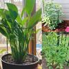 Květinová konzole Spojování Půlkruh Tyč na podporu popínavých rostlin Orchidej Popínavá Pergola Květina