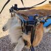 Pet walking wheelchair for elderly dogs with mobility issues