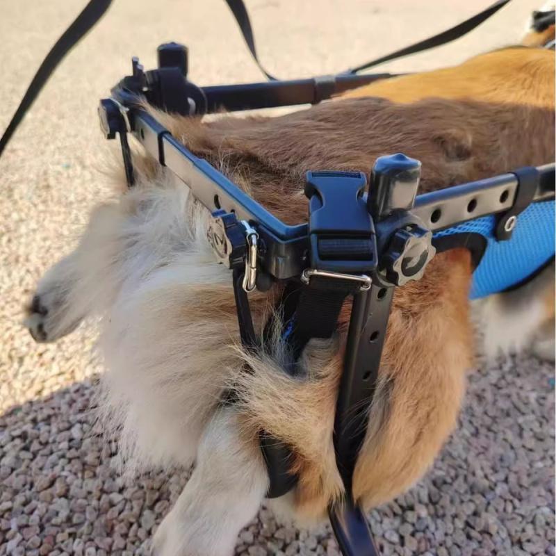 Pet walking wheelchair for elderly dogs with mobility issues