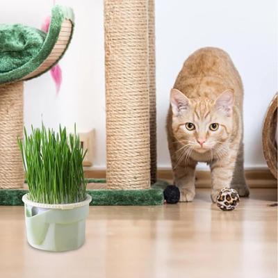 Kedi Otu Bardağı Kedi Topraksız Hidroponik Kedi Otu Tekrarlanabilir