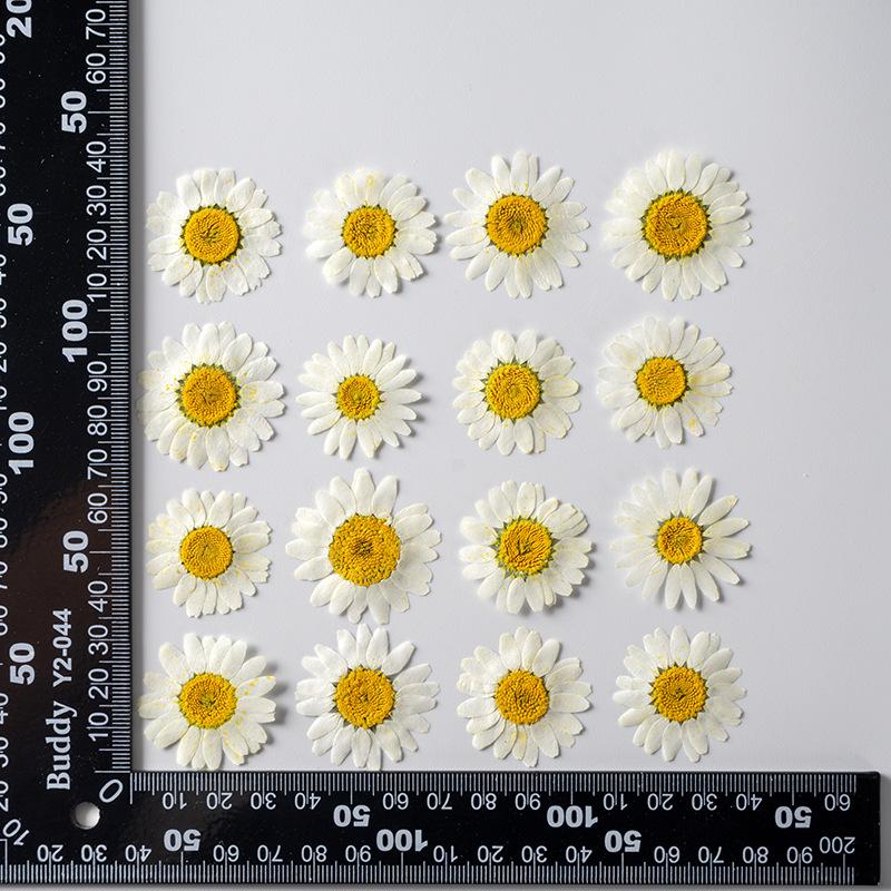 12 PCS/Set Pressed Dried Flowers for Scrapbooks Making Natural Flower For Epoxy Resin Pendant Necklace Jewelry Making Craft