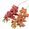 One Real Touch Butterfly Orchid Flower Branch Seven Heads Artificial Moth Phalaenopsis Orchid