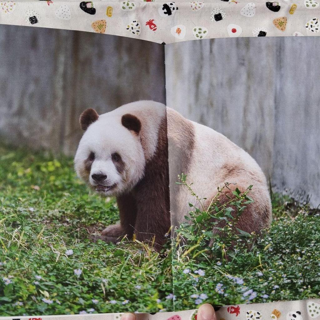[USED] A rare item! The sixth book in the Panda series, "Seven Pandas