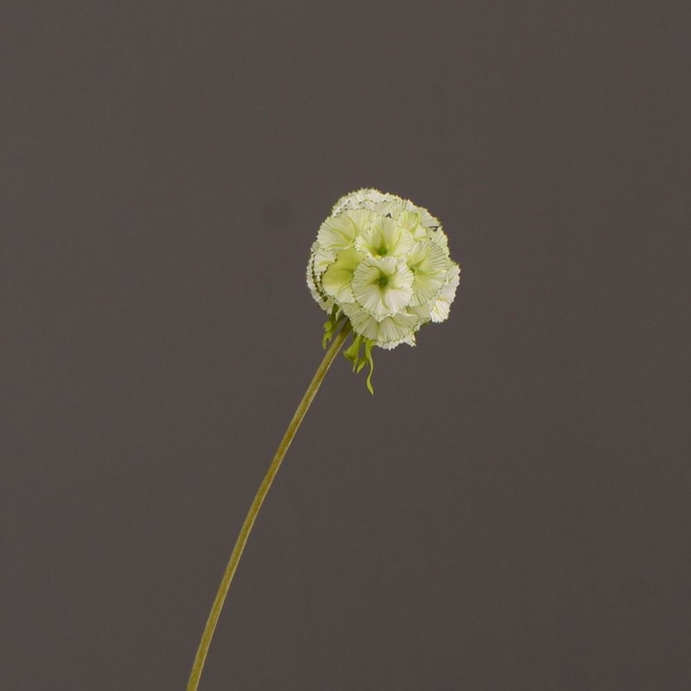 Belle Fleur de Scabieuse Artificielle Élégante Branche de Pristimera Simulation Faite à la Main Fleur Artificielle Toucher Réel Décoration de Mariage