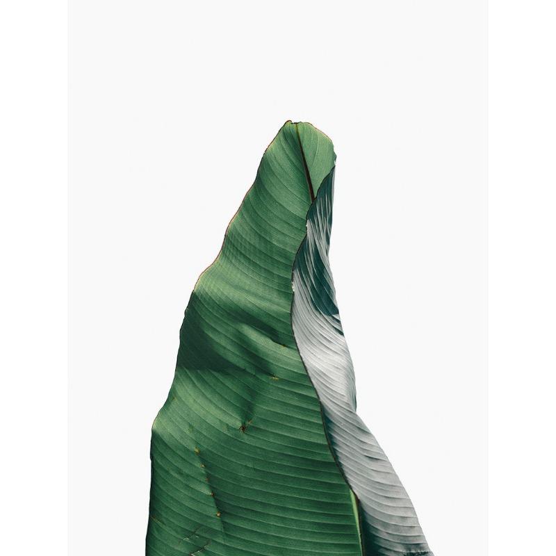 

Modern Botanical Banana Leaf Cactus Palm Posters and Prints Canvas Printing Wall Art Picture for Living Room Home Decoration 21cm×30cm NoFrame